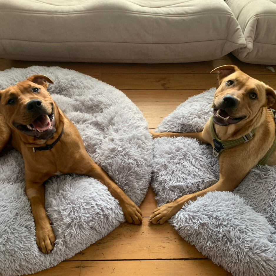 Anxiety Soothing Pet Beds